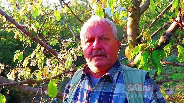 Kaz Dağları eteklerinde kiraz ağaçları çiçek açtı