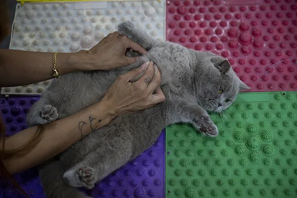 obez-kedi-siraz-egzersiz-ve-diyetle-6-kilo-verdi-1718967628857.jpg