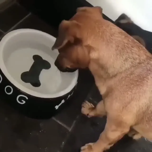 Kandırılan köpeğin şirin mücadelesi