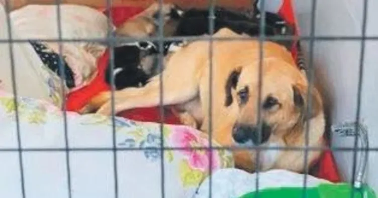 Köpeğini terk edene 172 bin TL ceza