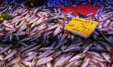 Balık bolluğu fiyatlara da yansıdı