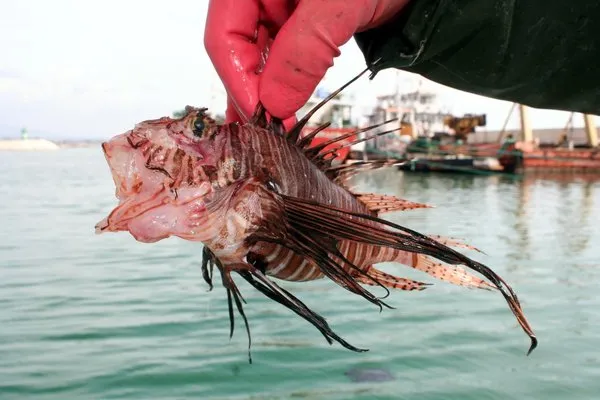 Mersin'de yakalandı! Eğer dokunursanız...