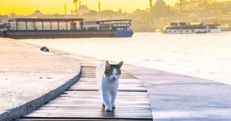 Bir evcil hayvandan çok daha fazlası