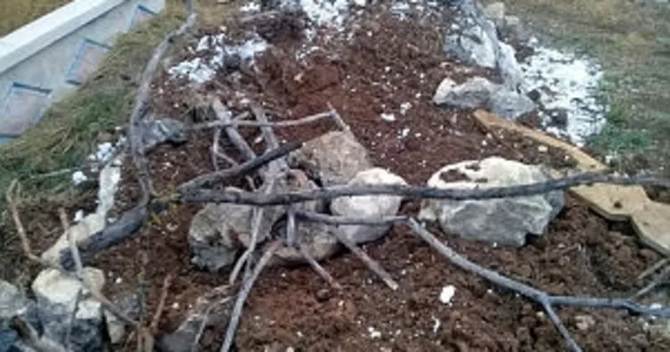 Kastamonu’da aç kalan ayılar,mezarlara dadandı