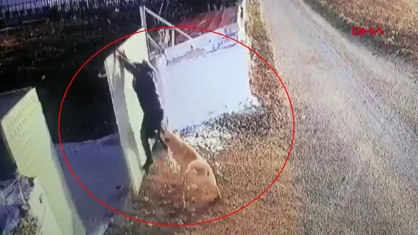 SON DAKİKA: Afyonkarahisar'da köpek saldırınca 'Örümcek adam' misali duvara tırmanan adam kamerada!