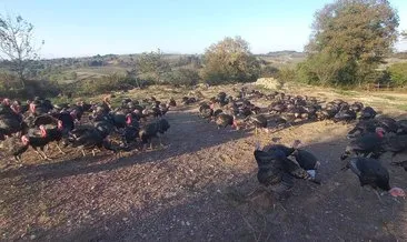 Meşhur Kandıra hindisi kilosu 450 TL’den satışta #kocaeli