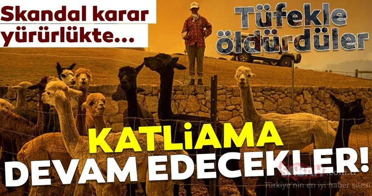 5 bin deve tüfeklerle öldürüldü! Avustralya katliama devam edecek