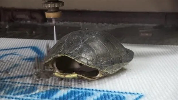 Kaplumbağa kabuğunda ne var?