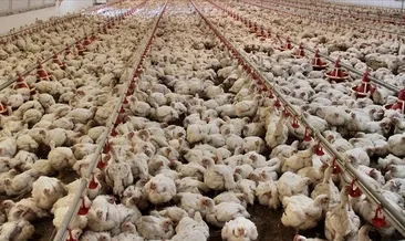 Tavuk eti üretimi Temmuz’da arttı