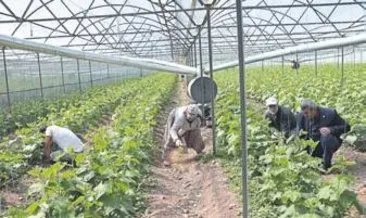 Kumluca’da tarım üretimi sürüyor