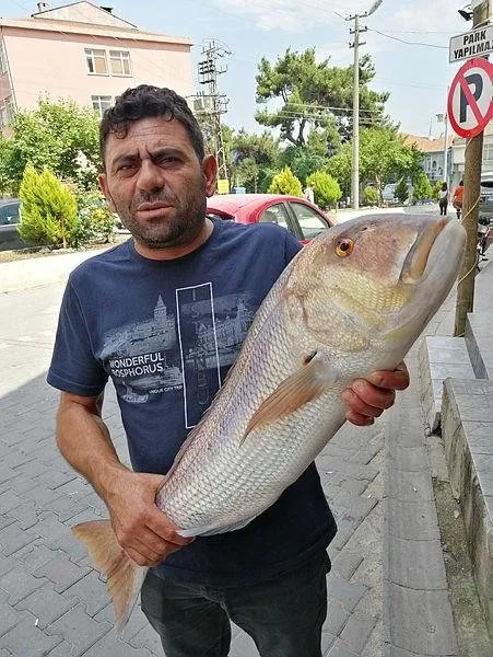 oltaya 12 kiloluk sinarit takildi son dakika haberler