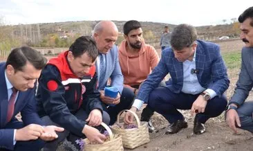 Kilosu 500 bin TL: Amasya’da yetişiyor... #amasya
