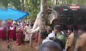 Hindistan’da bir fil, ölen bakıcısını son kez görmek için kilometrelerce yol yürüdü