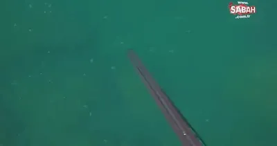 Körfez’de dev orkinos görüldü | Video