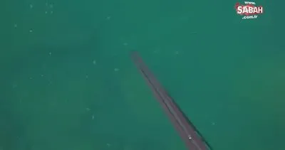 Körfez’de dev orkinos görüldü | Video