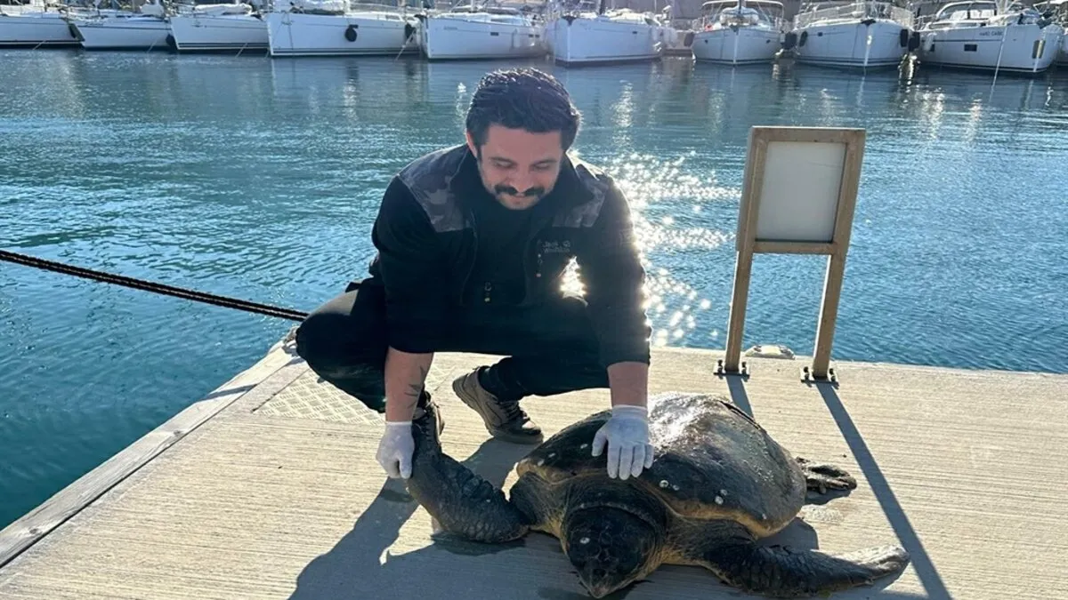 Muğla’da yaralı caretta caretta tedaviye alındı