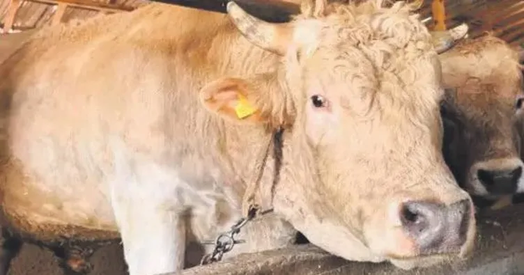 Kurbanlık boğalar görücüye çıktı