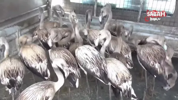 Yavru flamingolar kurtarılarak göle bırakıldı