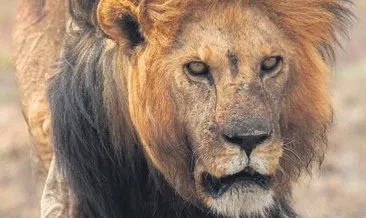 Serengeti’nin kralı Bob Junior’u genç rakipleri öldürdü