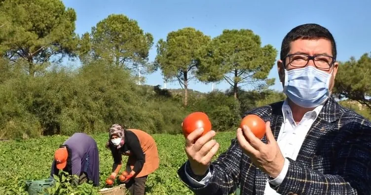 ‘Güz domatesi’ hasadı başladı