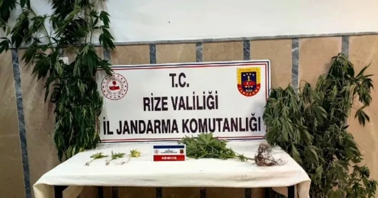 Jandarmadan uyuşturucu operasyonu