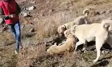 Muş’ta köpek dövüştürenlere para cezası