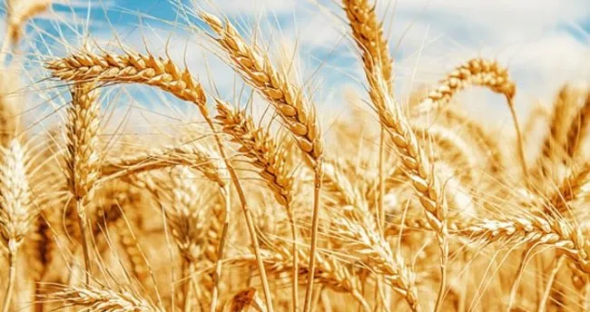 Kazakistan Vietnam’a ilk kez buğday ihraç etti