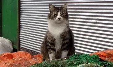 Minnoş isimli kedi Zonguldak’tan tekneye bindi! Bakın nereye gitti!