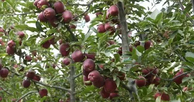 Kayseri’de elma hasadı başladı