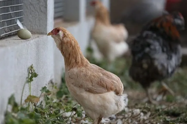 Bursa’da Yeşil yumurtlayan tavuk karaborsa oldu
