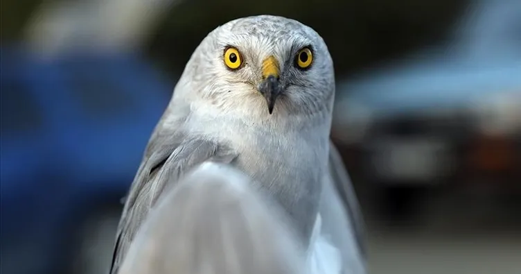 2 yıl içinde 2 kıta 13 ülke dolaştı