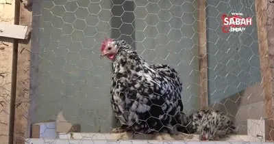Çok sevdiği tavukları için müstakil ev kiraladı | Video