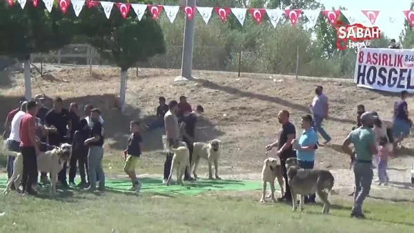 8 asırlık etkinliğin ilk gününde çoban köpekleri boy gösterdi | Video