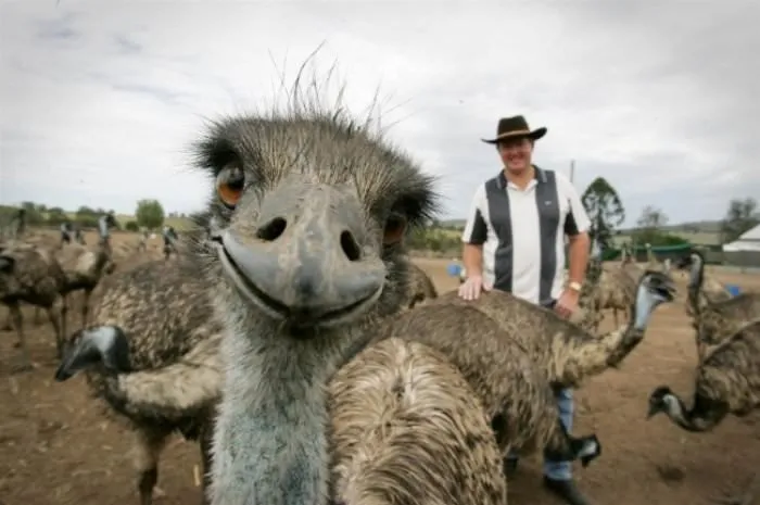 Hayvanların komik selfie’leri