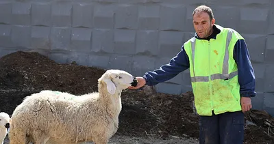 Çoban bulunamıyor! Şartları duyan şaşırıyor: 42.000 TL maaş ve ev...