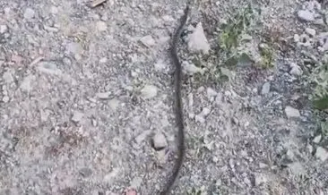 Hastanede yılan paniği!