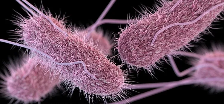 Ölümcül salmonella bakterisi yiyeceklerinize bulaşmış olabilir