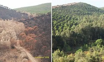 Yandıktan sonra ağaçlandırılan ormanlar yeniden yeşerdi #canakkale