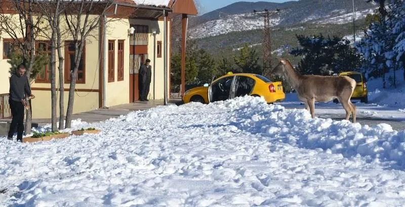 Kızıl geyikler doğaya uyum sağladı