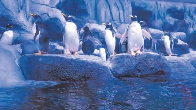 Istanbul Da 12 Penguen Sayfa 4 En Son Haber