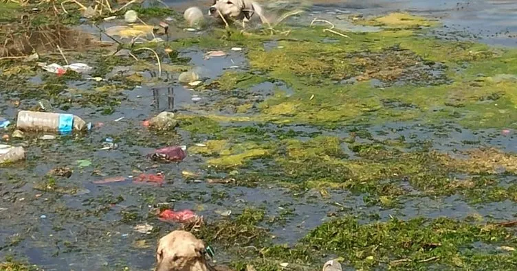 Nusaybin’de sulama kanalında boğulmak üzere olan 3 köpek kurtarıldı