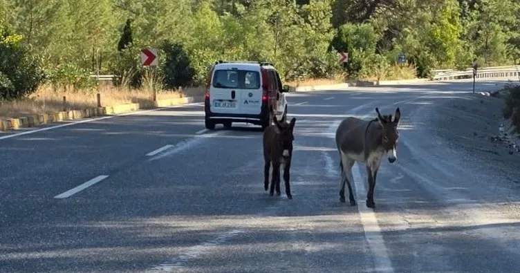 Marmaris’te yaban eşekleri tehlike saçıyor