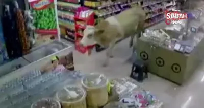Sahibinin elinden kurtulan kurbanlık inekler markete girdi | Video
