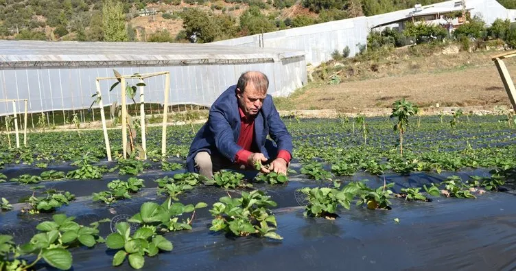 Mersinli çiftçilerin geliri artacak