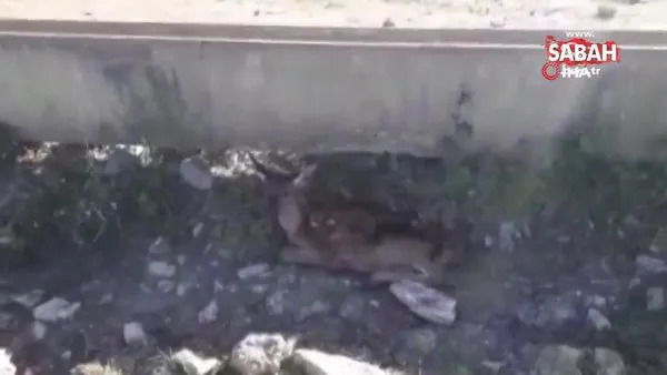 Susuzluktan ölmek üzere olan geyik yavrusu hayata döndürüldü | Video
