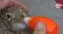 Zeytin bahçesinde bulduğu yavru tavşanı biberonla besliyor | Video