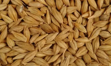 Rüyada arpa görmek ne anlama gelir?