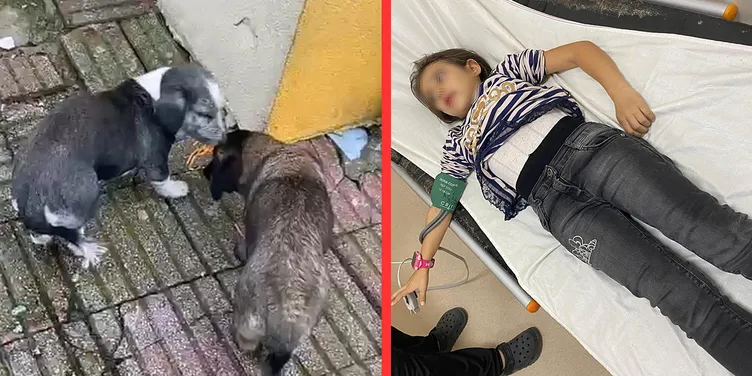 Okulda köpek saldırısı: 9 yaşındaki öğrenciyi ısırdılar! Müdür yardımcısının sözleri şaşırttı!