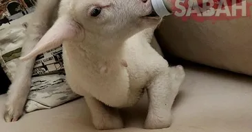 Annesinin kuzusu: Şapşik