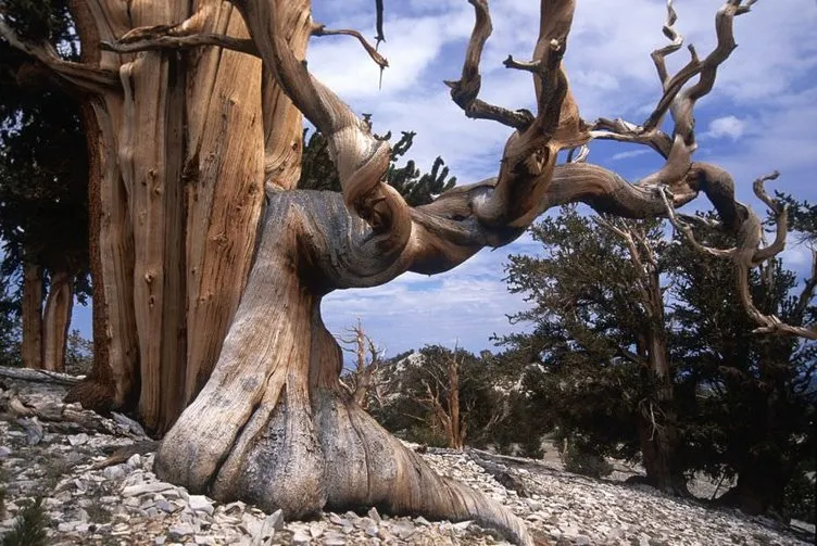 İşte dünyanın en yaşlı ağacı